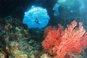 10 Cross Wreck, Raja Ampat