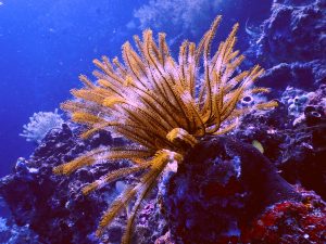 Lighthouse Wreck feather star coral