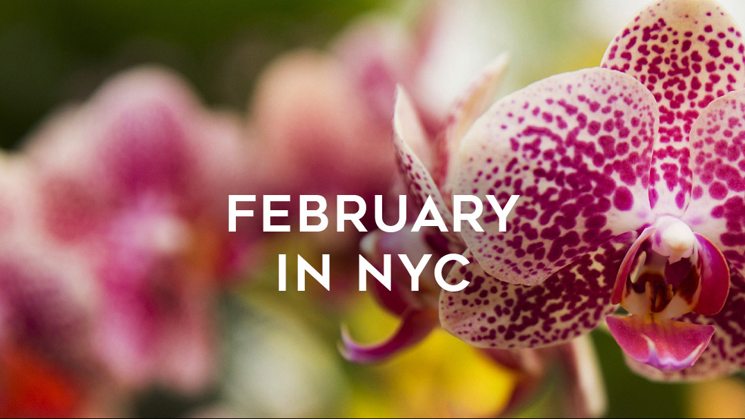 February in NYC