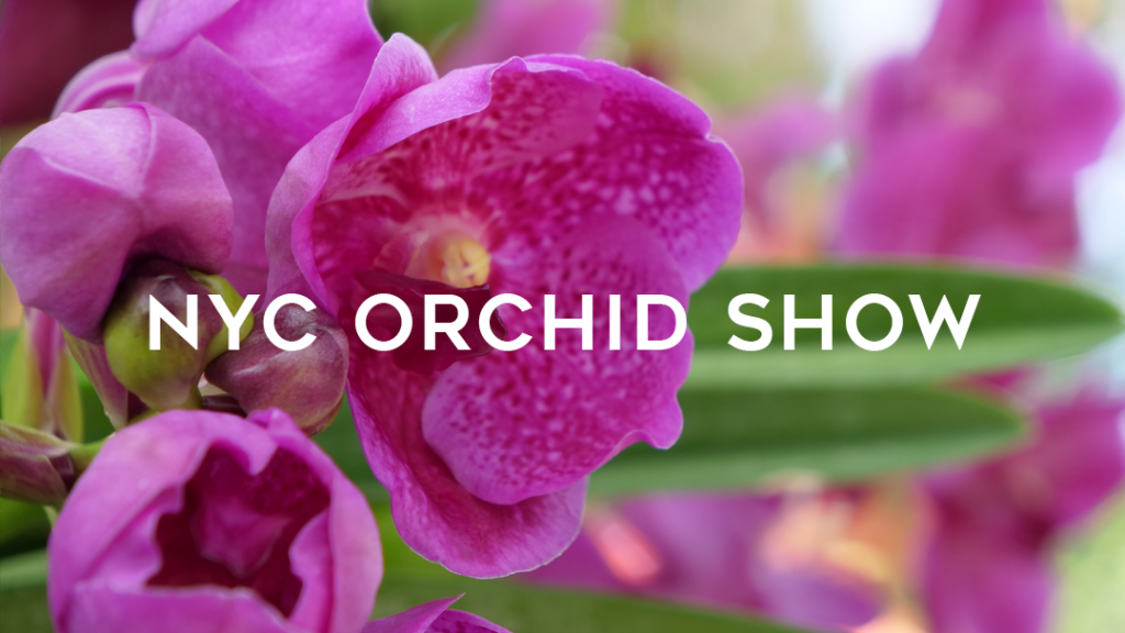 NYBG Orchid Show The Travel Women