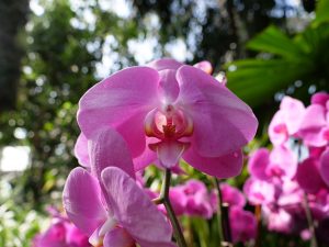 NYBG Orchid Show Pink flower