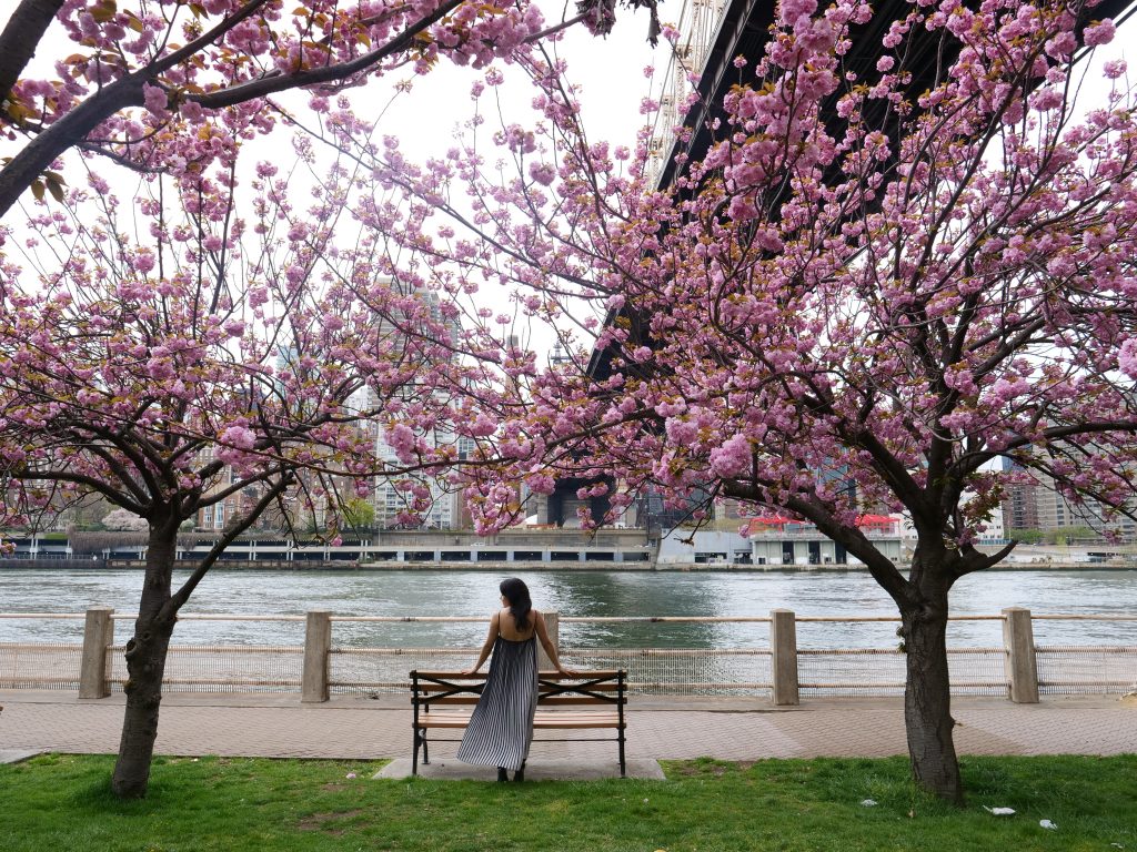 Roosevelt Island Cherry Blossoms festival NYC - The Travel Women