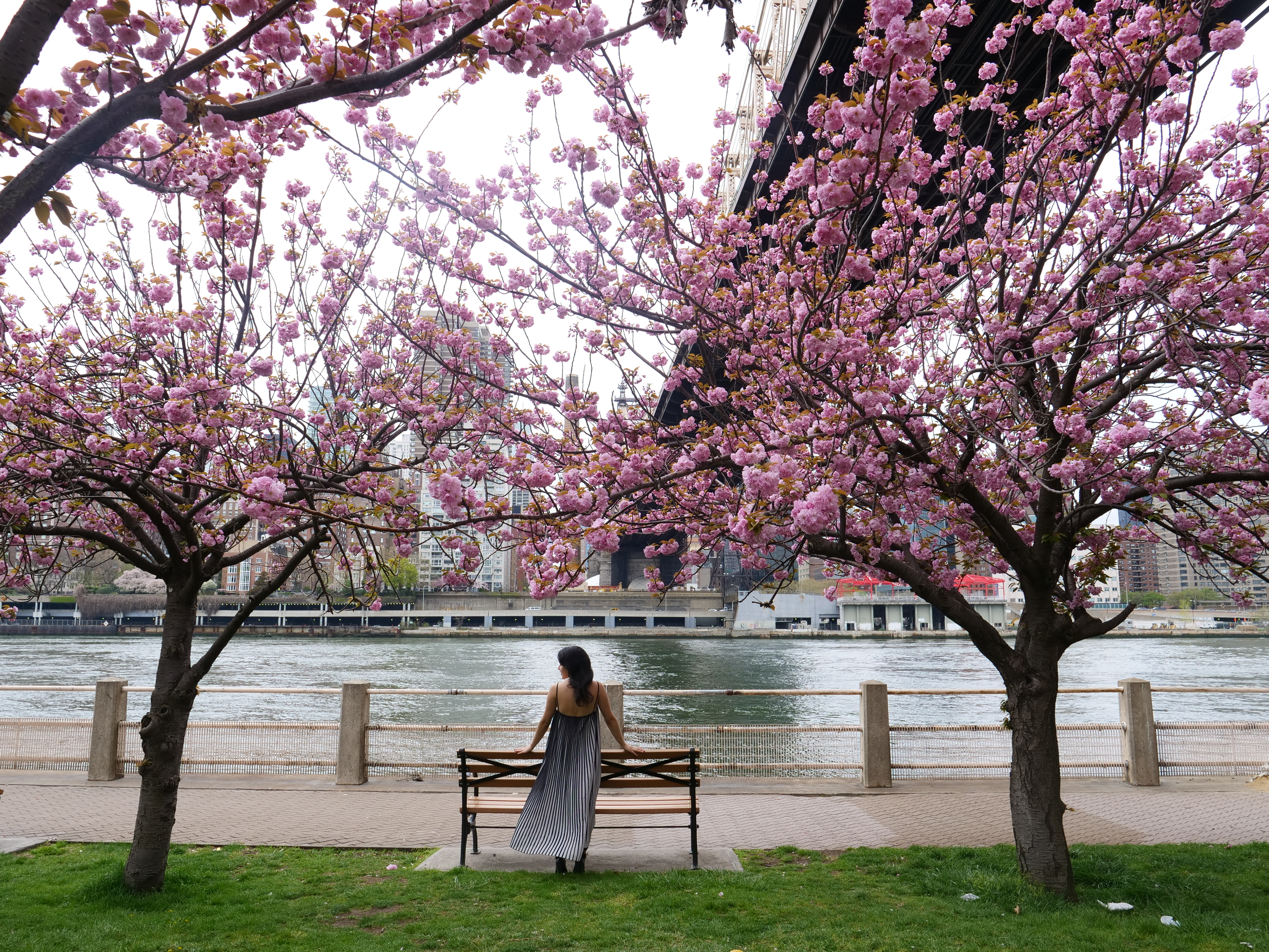 ⁴ᴷ NYC Cherry Blossoms 2022 🌸 Hunter's Point South Park Cherry