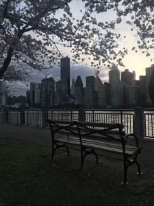 Roosevelt Island NYC Spring cherry blossoms