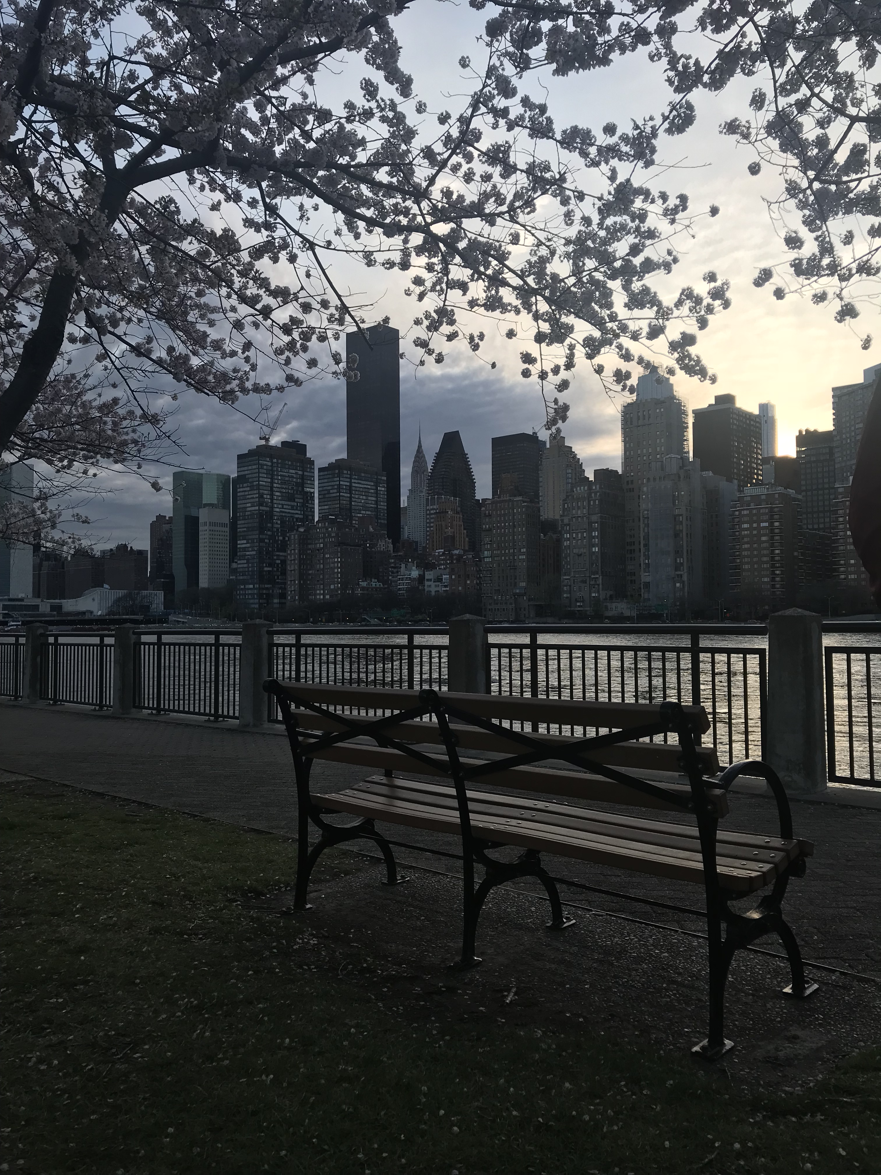 Roosevelt Island NYC Spring cherry blossoms