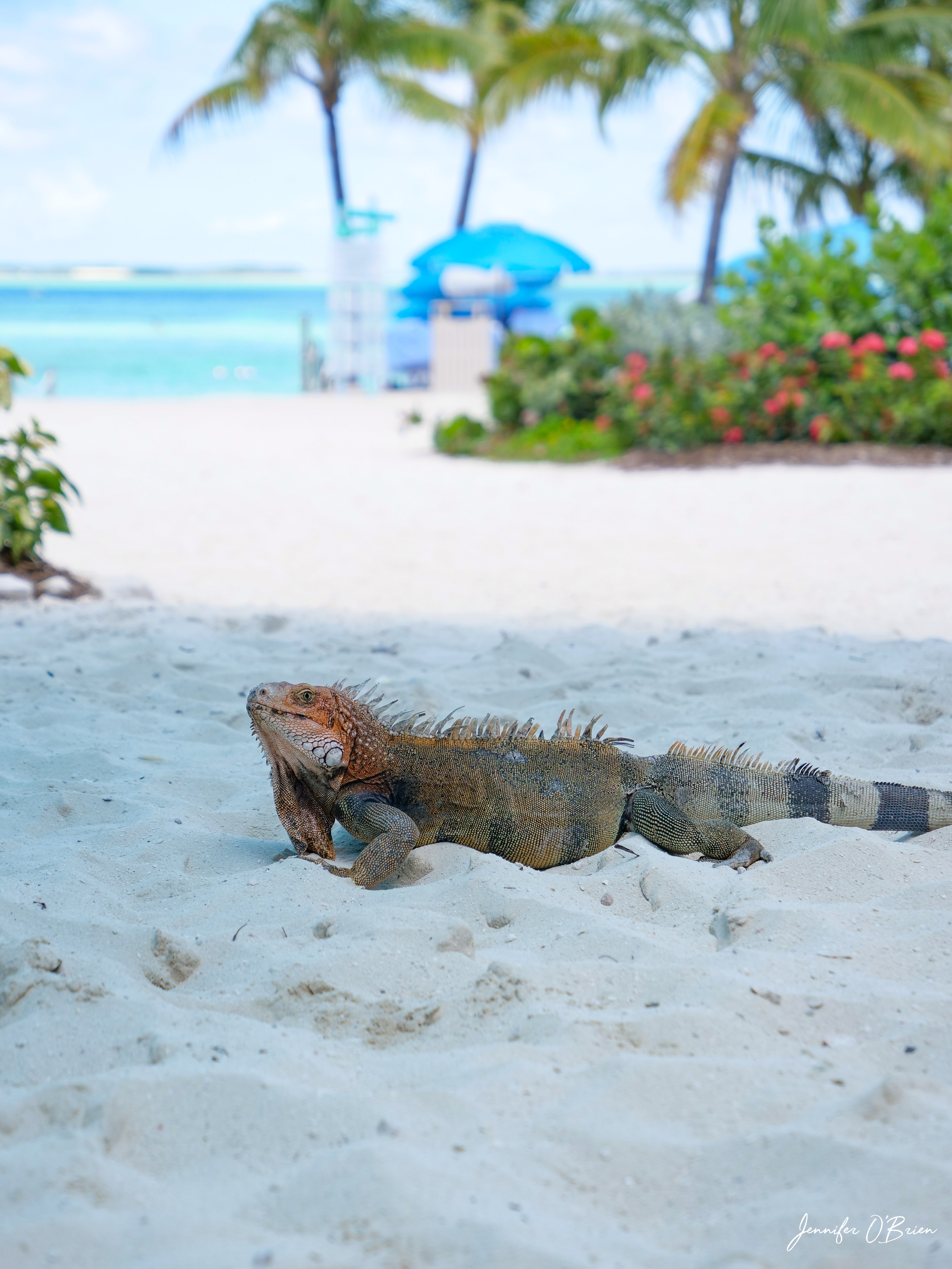 Iguana Instagram Guide to CoCo Cay Royal Caribbean Cruise Island