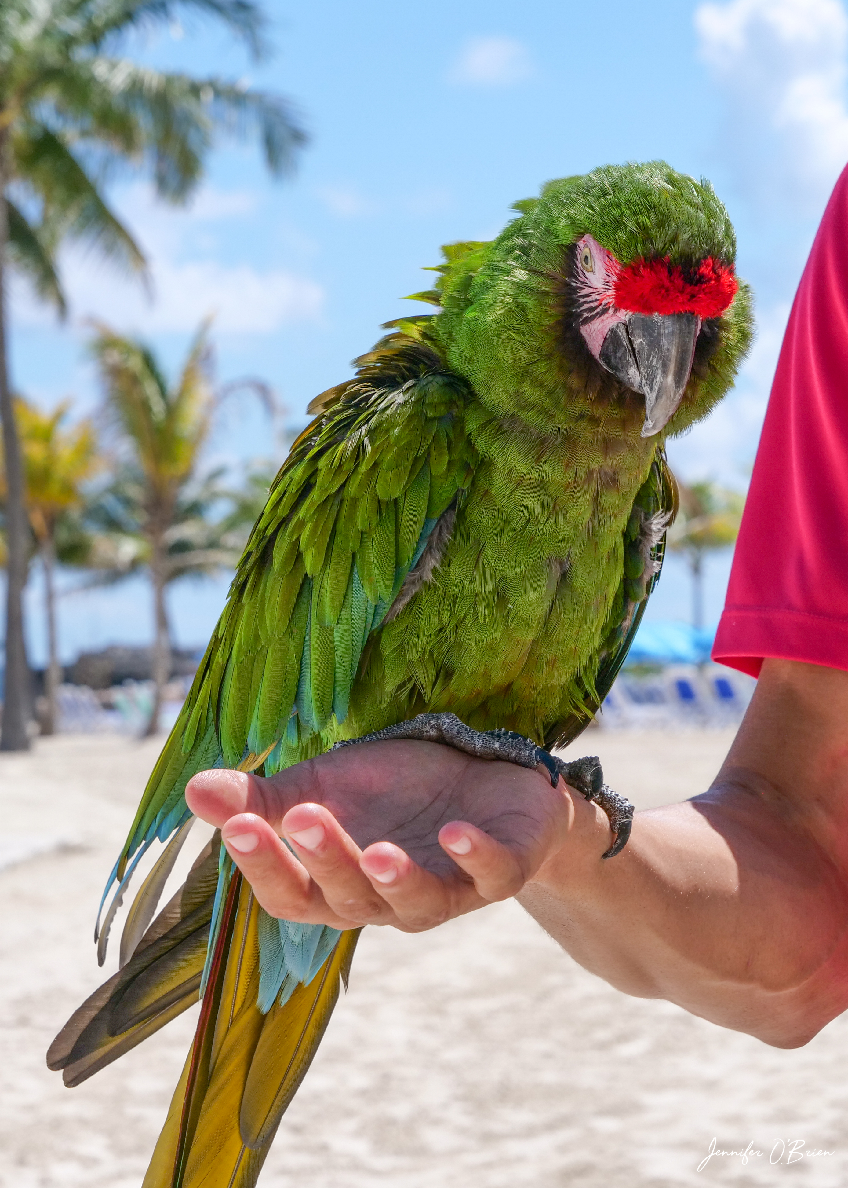 Macaw helium balloon Up, Up and Away Cococay Royal Caribbean Island Bahamas