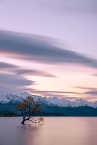 11 wanaka tree New Zealand 2019 top destination place to travel sunset long exposure purple sky