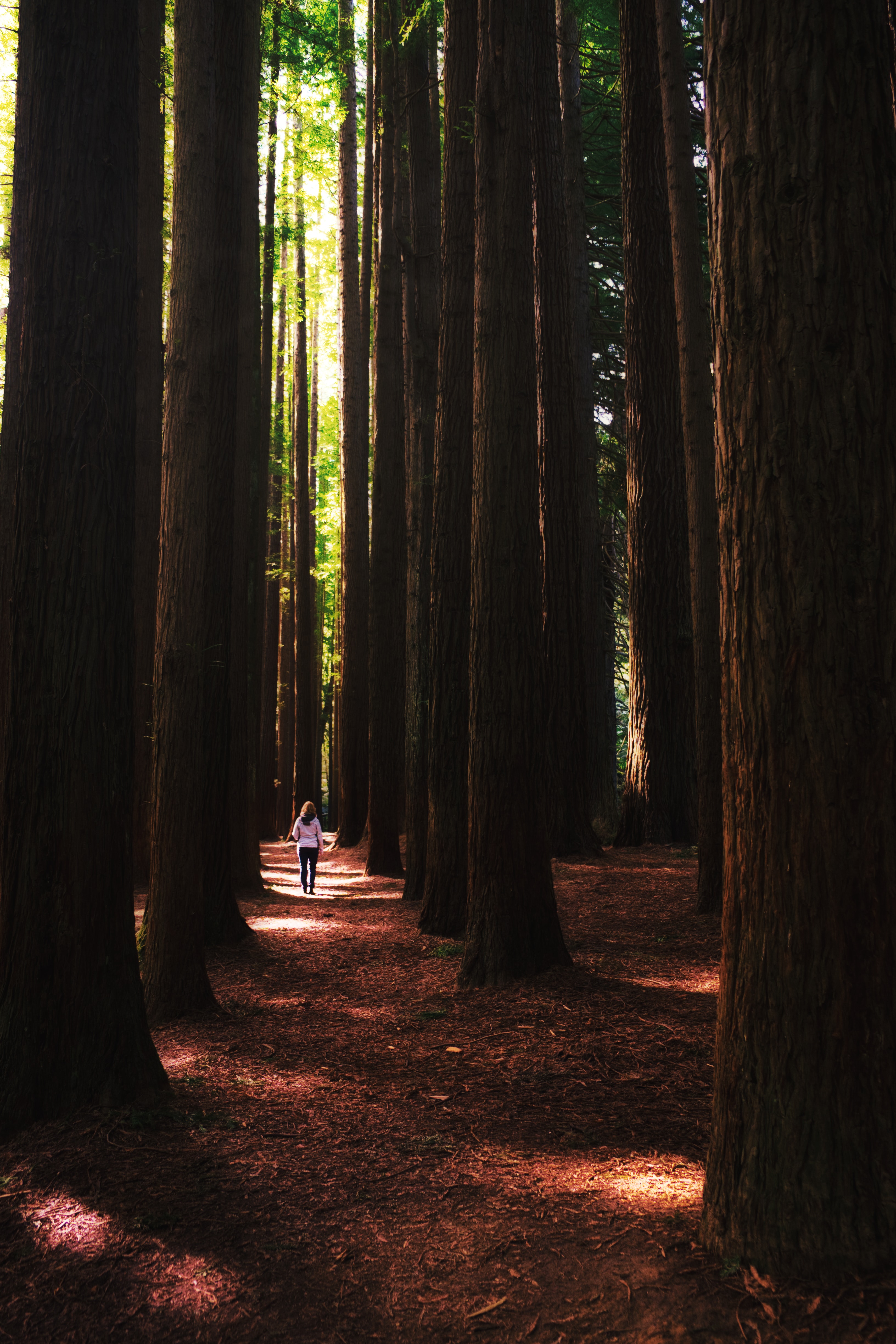 17. Redwoods tobias-giess-816ii2SYNWk-unsplash