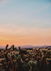 6. Joshua Tree National Park, California nicolas-moscarda-eoJbO7P_1RY-unsplash