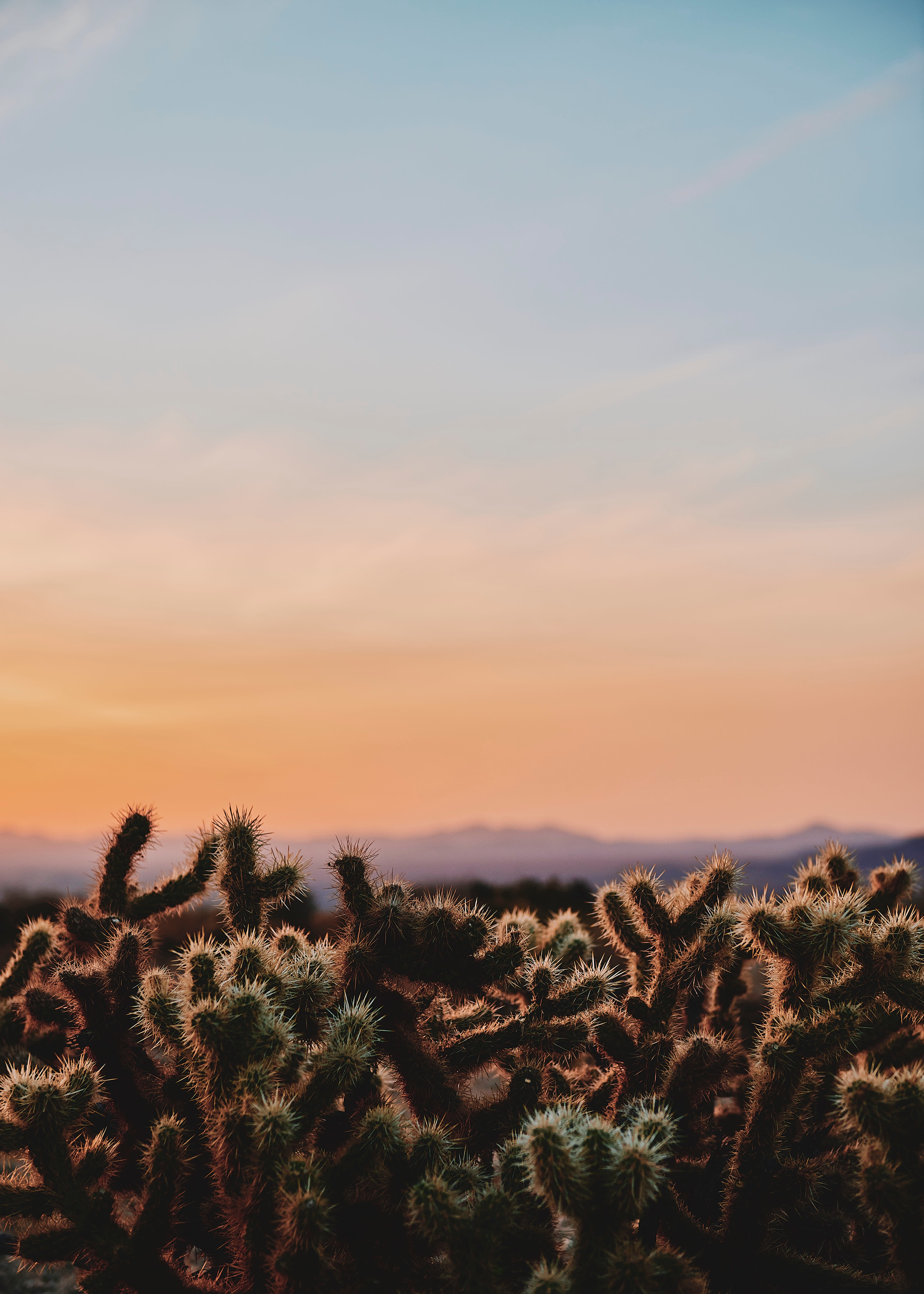 6. Joshua Tree National Park, California nicolas-moscarda-eoJbO7P_1RY-unsplash