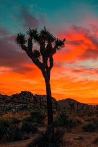 6. Joshua Tree National Park, California sasha-stories-TYSOf4gV94c-unsplash