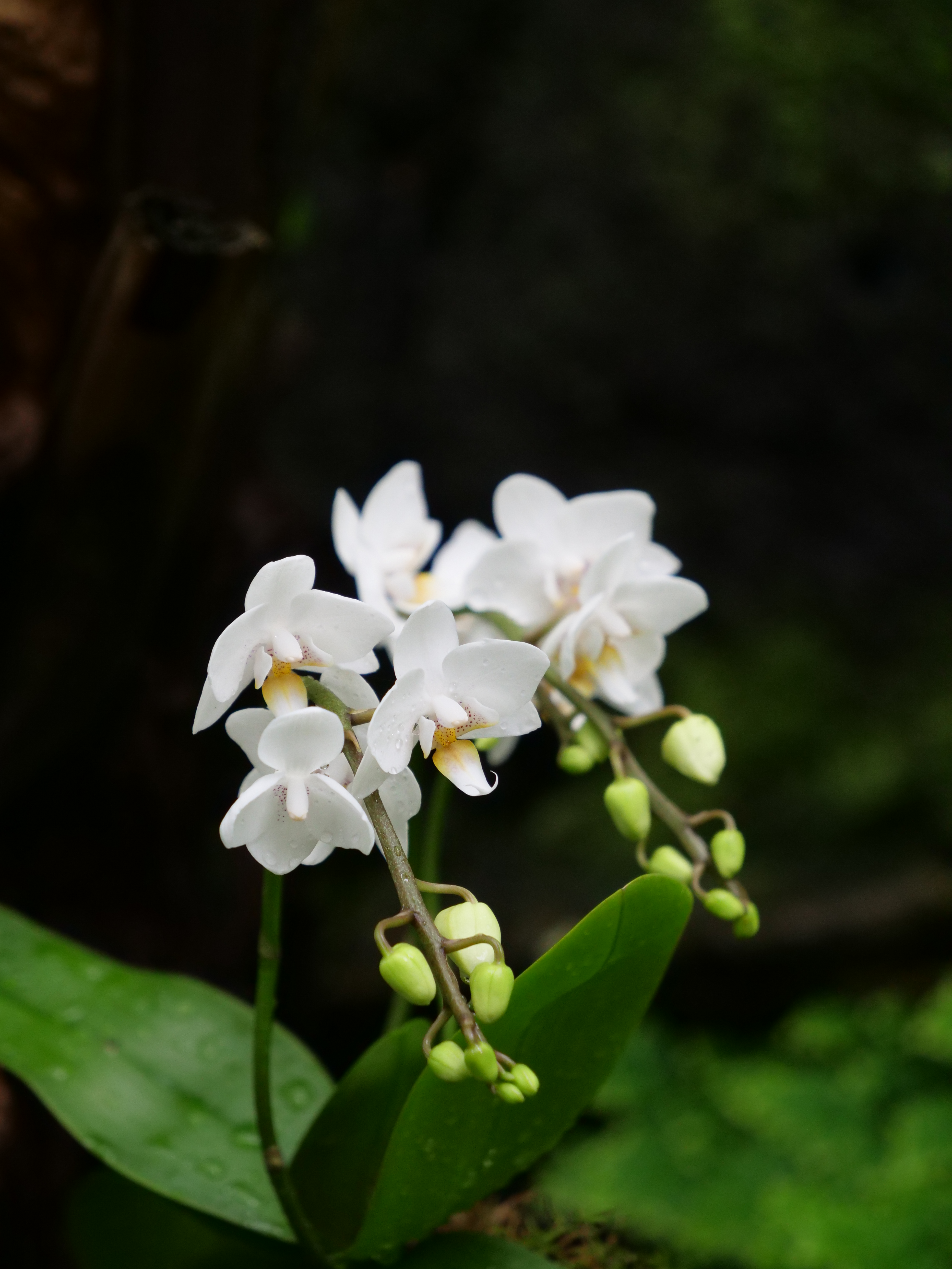 NYBG Orchid Show NYC 2020