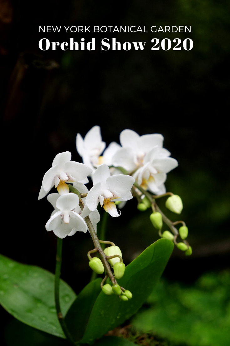 NYBG Orchid Show 2020 Jeff Leatham NYC Bronx3